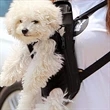 Adjustable Pet Front Carrier Backpack Travel Bag | https://www.bestnamebadges.com