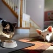 Pet Silicone Food Mat Cloth | https://www.bestnamebadges.com