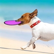 Foldable Flying Disc Fans | https://www.bestnamebadges.com