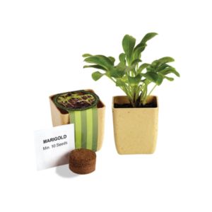 Flower Pot Set With Marigold Seeds