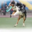 Planet Pet Interactive Food Dispensing Toys | https://www.bestnamebadges.com