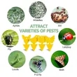Fruit Fly Sticky Traps | https://www.bestnamebadges.com