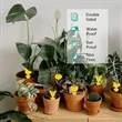 Fruit Fly Sticky Traps | https://www.bestnamebadges.com