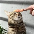 Cat Teasing Fun Finger Cots Toy | https://www.bestnamebadges.com
