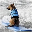 Pet Life Jacket | https://www.bestnamebadges.com