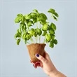 Modern Sprout® Garden Seed Pop | https://www.bestnamebadges.com