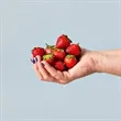 Modern Sprout® Garden Seed Pop | https://www.bestnamebadges.com
