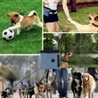 Portable Pet Outing Snack Pouch Training Bag | https://www.bestnamebadges.com
