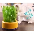 Cat grass pot | https://www.bestnamebadges.com