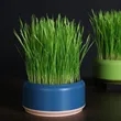 Cat grass pot | https://www.bestnamebadges.com