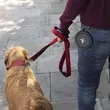 Dog Pet Collapsible Bowls | https://www.bestnamebadges.com