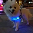 LED Lighted Dog Harness for Medium Large Dogs and Pets | https://www.bestnamebadges.com