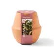 Modern Sprout® Modern Terracotta Grow Kit Bonsai | https://www.bestnamebadges.com