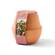 Modern Sprout® Modern Terracotta Grow Kit Bonsai | https://www.bestnamebadges.com