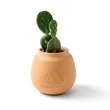Modern Sprout® Modern Terracotta Grow Kit Cactus | https://www.bestnamebadges.com