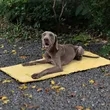 Portable Dog Warm Mat | https://www.bestnamebadges.com