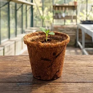 Coco Planter Kit