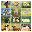 Good Value™ Baby Farm Animals - Stapled Calendar | https://www.bestnamebadges.com