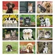 Good Value™ Puppies & Kittens - Window Calendar | https://www.bestnamebadges.com
