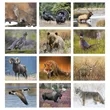 Good Value™ Wildlife Portraits - Window Calendar | https://www.bestnamebadges.com