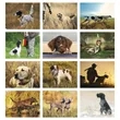 Good Value™ Sporting Dogs - Spiral Calendar | https://www.bestnamebadges.com