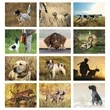 Good Value™ Sporting Dogs - Stapled Calendar | https://www.bestnamebadges.com
