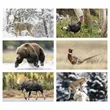 Triumph® Calendars Wildlife Calendar | https://www.bestnamebadges.com
