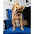 Pet Tags | https://www.bestnamebadges.com