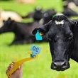 Livestock Ear Security Tags Remover Tool | https://www.bestnamebadges.com