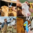 Livestock Ear Security Tags Remover Tool | https://www.bestnamebadges.com