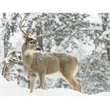 Triumph® Calendars Sportsman Calendar | https://www.bestnamebadges.com