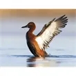 Triumph® Calendars Sportsman Calendar | https://www.bestnamebadges.com