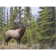 Triumph® Calendars Sportsman Calendar | https://www.bestnamebadges.com