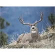 Triumph® Calendars Sportsman Calendar | https://www.bestnamebadges.com