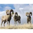 Triumph® Calendars Sportsman Calendar | https://www.bestnamebadges.com