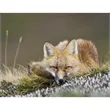 Triumph® Calendars Sportsman Calendar | https://www.bestnamebadges.com