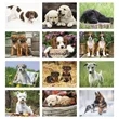 Triumph® Calendars Puppies Calendar | https://www.bestnamebadges.com