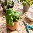 Modern Sprout Tiny Terracotta Big Congrats | https://www.bestnamebadges.com