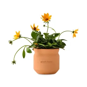 Modern Sprout Tiny Terracotta Thank You