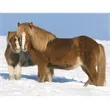 Triumph® Calendars Horses Calendar | https://www.bestnamebadges.com