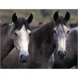 Triumph® Calendars Horses Calendar | https://www.bestnamebadges.com
