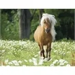 Triumph® Calendars Horses Calendar | https://www.bestnamebadges.com