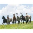 Triumph® Calendars Horses Calendar | https://www.bestnamebadges.com