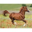 Triumph® Calendars Horses Calendar | https://www.bestnamebadges.com