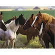 Triumph® Calendars Horses Calendar | https://www.bestnamebadges.com