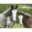 Triumph® Calendars Horses Calendar | https://www.bestnamebadges.com