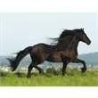 Triumph® Calendars Horses Calendar | https://www.bestnamebadges.com