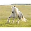 Triumph® Calendars Horses Calendar | https://www.bestnamebadges.com
