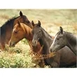 Triumph® Calendars Horses Calendar | https://www.bestnamebadges.com