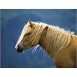 Triumph® Calendars Horses Calendar | https://www.bestnamebadges.com